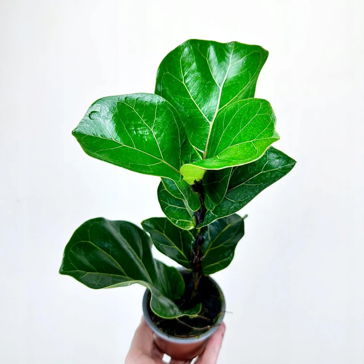Ficus Lyrata Bambino Fikus Dębolistny Figowiec P9 #3