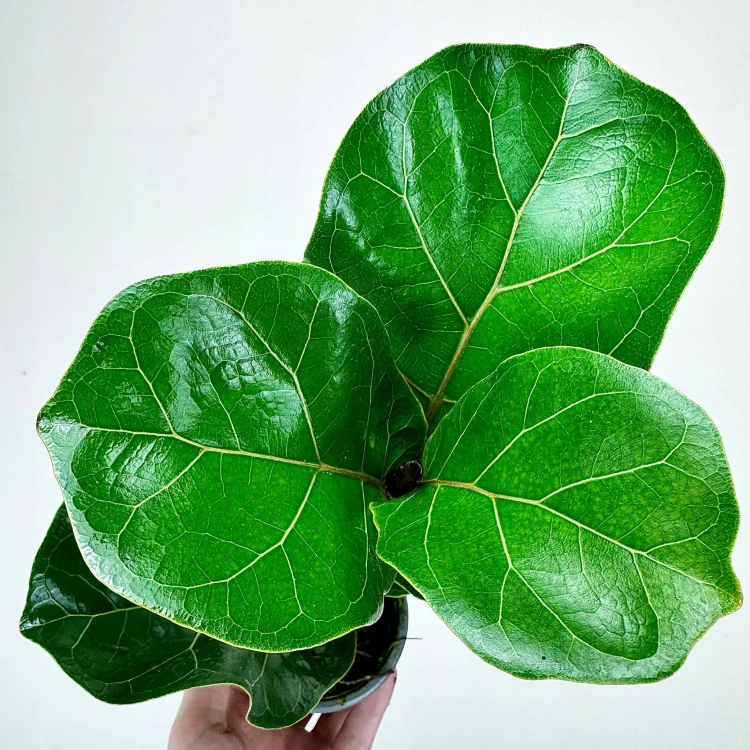 Ficus Lyrata Bambino Fikus Dębolistny Figowiec P9 #4