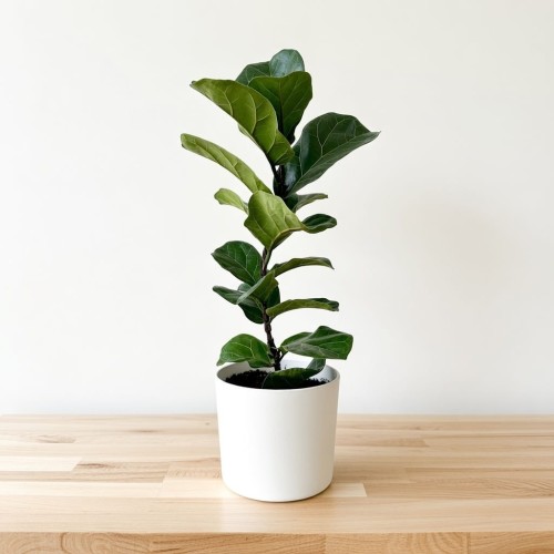 Ficus Lyrata Bambino Fikus Dębolistny Figowiec P17 #1