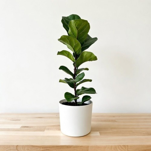 Ficus Lyrata Bambino Fikus Dębolistny Figowiec P17 #2