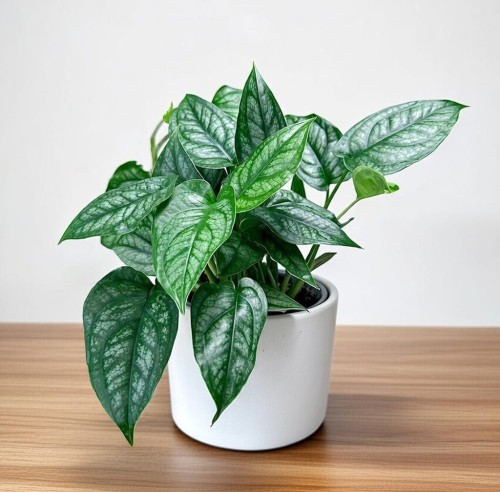 Monstera siltepecana P9 #1