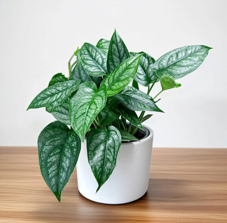 Monstera siltepecana P9 #1