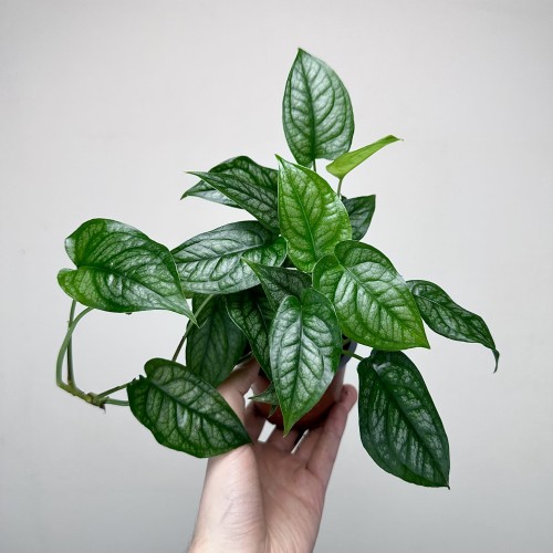 Monstera siltepecana P9 #2