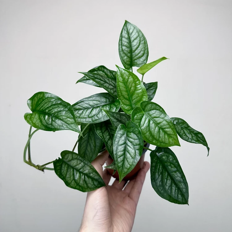 Monstera siltepecana P9 #2