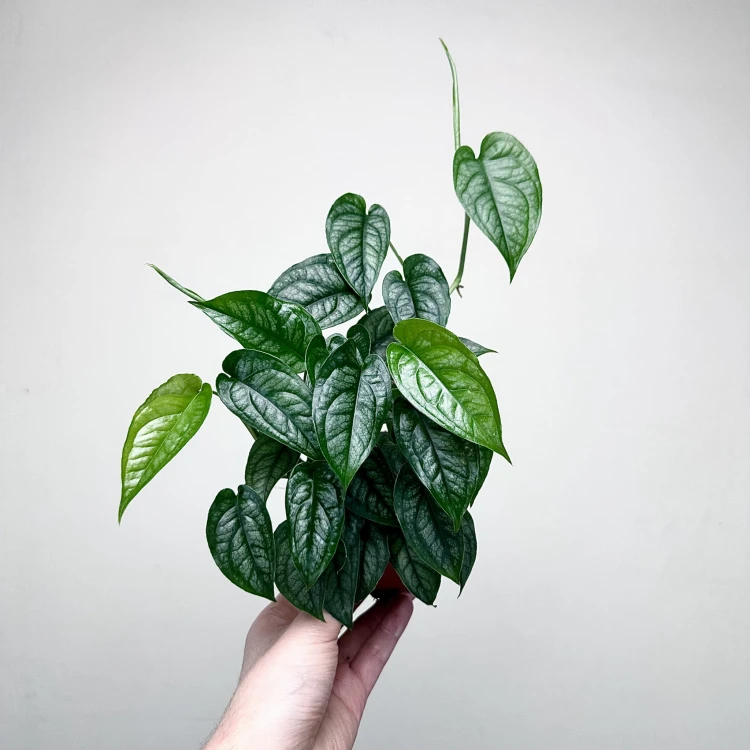Monstera siltepecana P9 #3