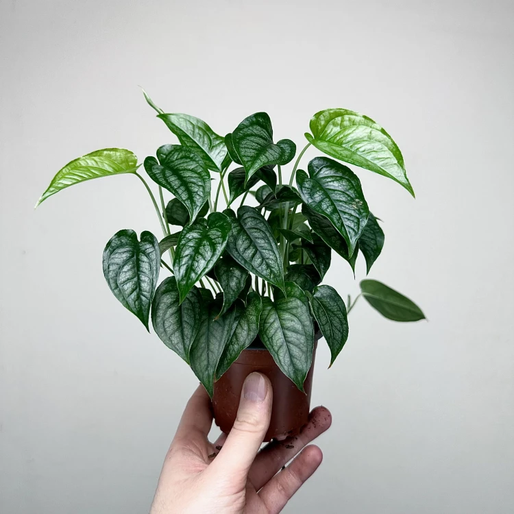 Monstera siltepecana P9 #4
