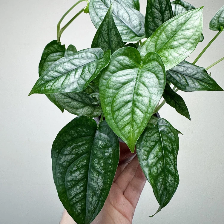 Monstera siltepecana P9 #5