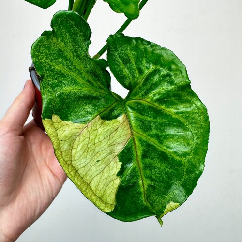 Syngonium T24 Zroślicha P9 #2