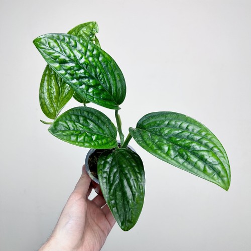 Monstera Karstenianum Epipremnum Marble Planet P9 #1