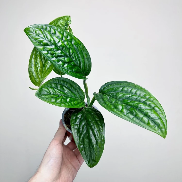Monstera Karstenianum Epipremnum Marble Planet P9 #1