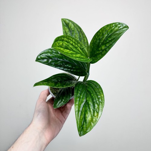Monstera Karstenianum Epipremnum Marble Planet P9 #2