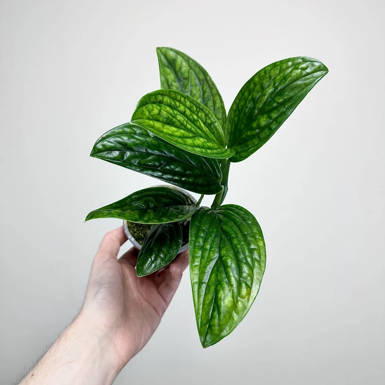Monstera Karstenianum Epipremnum Marble Planet P9 #2