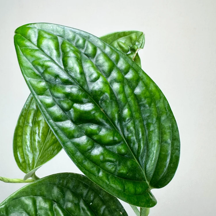 Monstera Karstenianum Epipremnum Marble Planet P9 #3