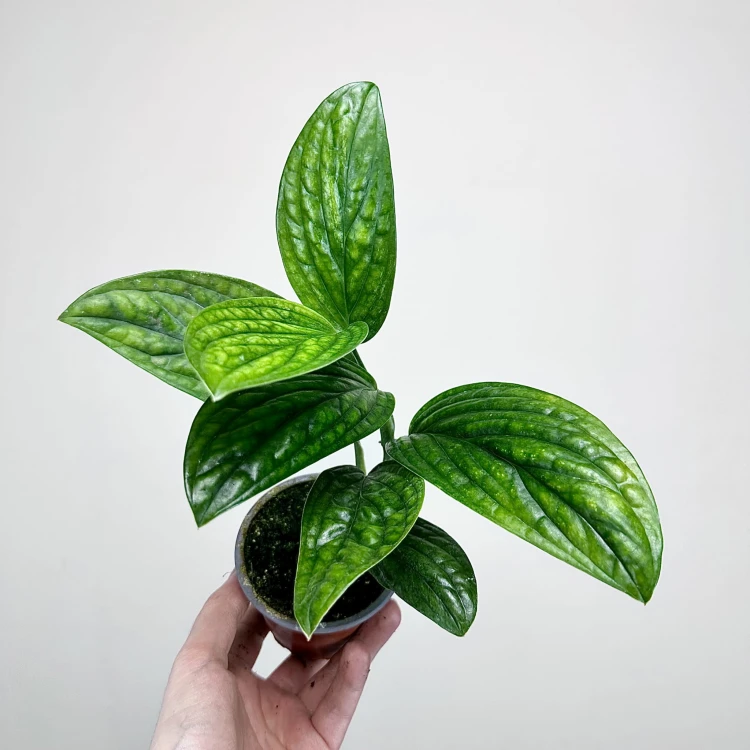 Monstera Karstenianum Epipremnum Marble Planet P9 #4