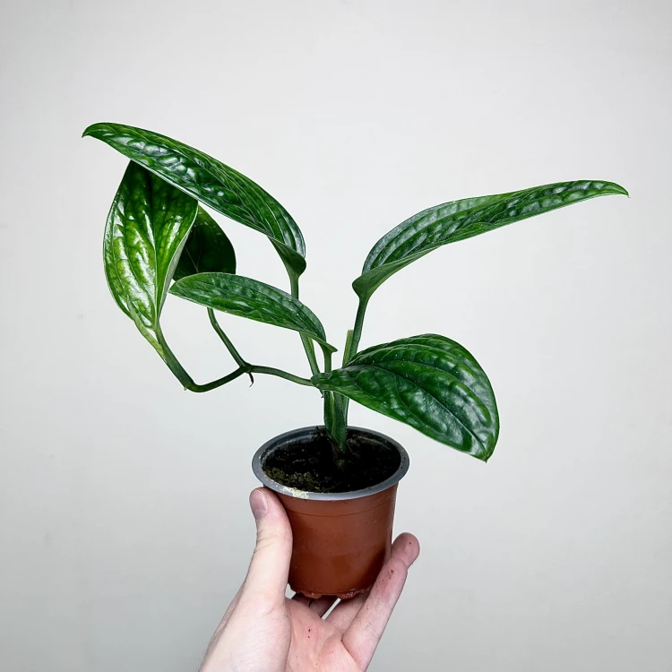 Monstera Karstenianum Epipremnum Marble Planet P9 #5