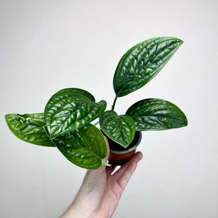 Monstera Karstenianum Epipremnum Marble Planet P9 #6