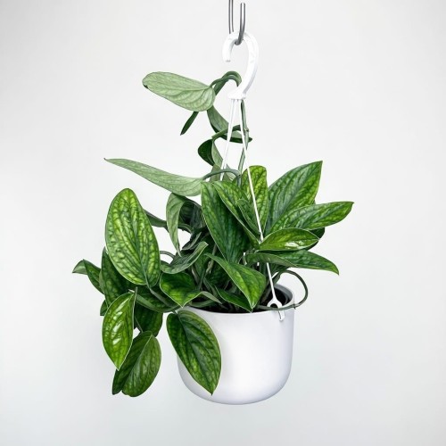 Monstera Karstenianum Epipremnum Marble Planet P17 wisząca #1
