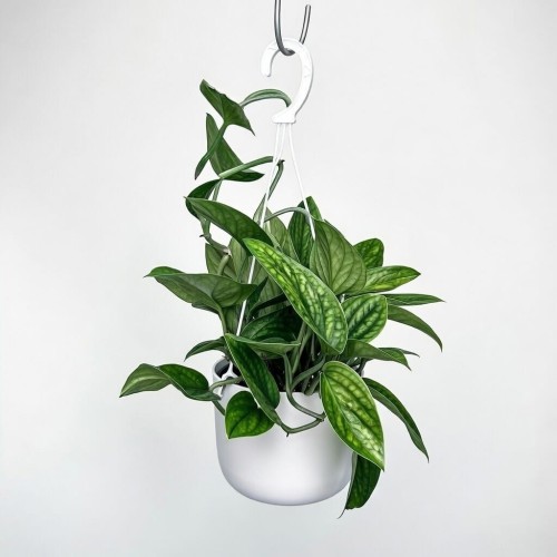 Monstera Karstenianum Epipremnum Marble Planet P17 wisząca #2