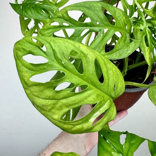 Monstera Obliqua Monkey Mask P17 wisząca #2