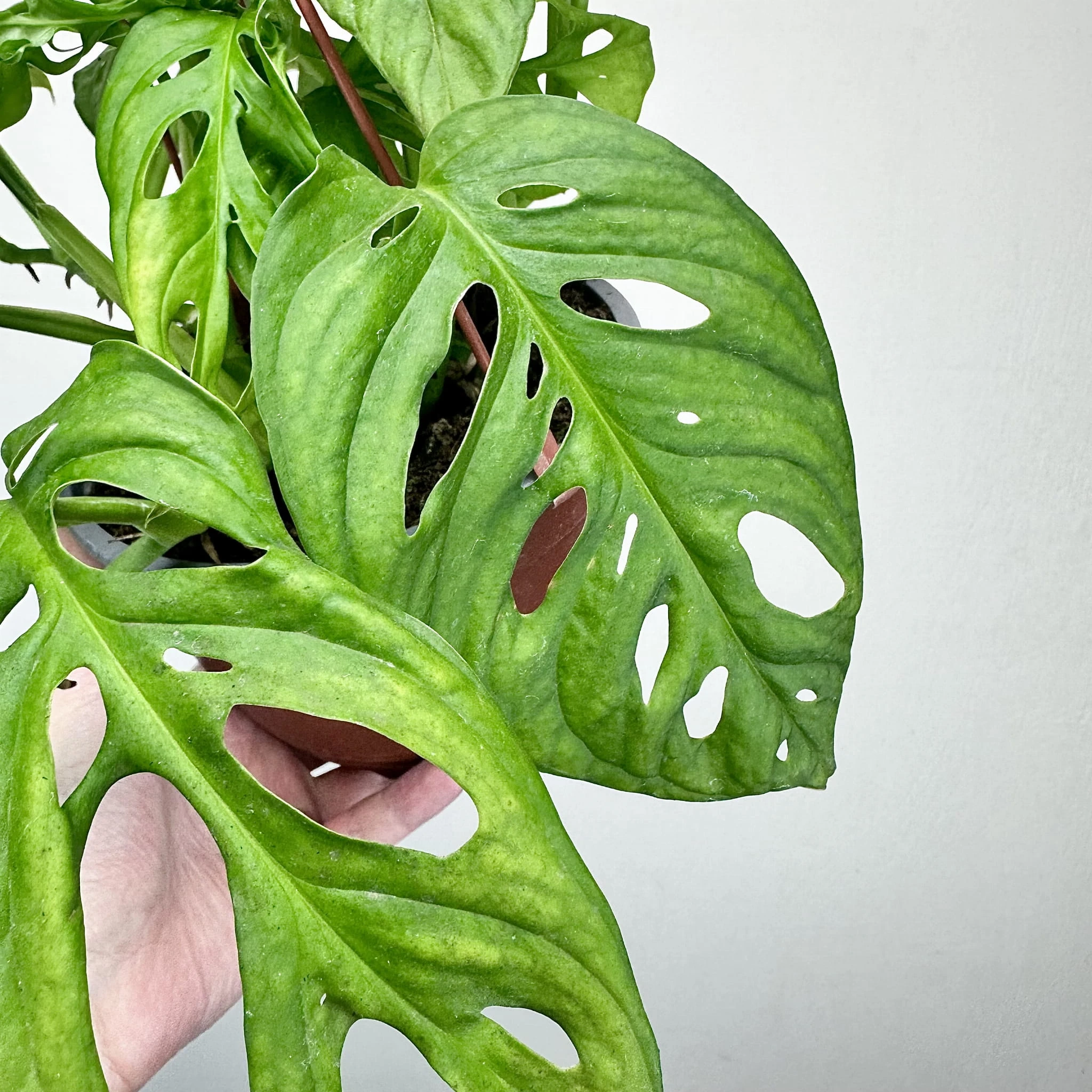 small monstera Rhaphidophora main image 0