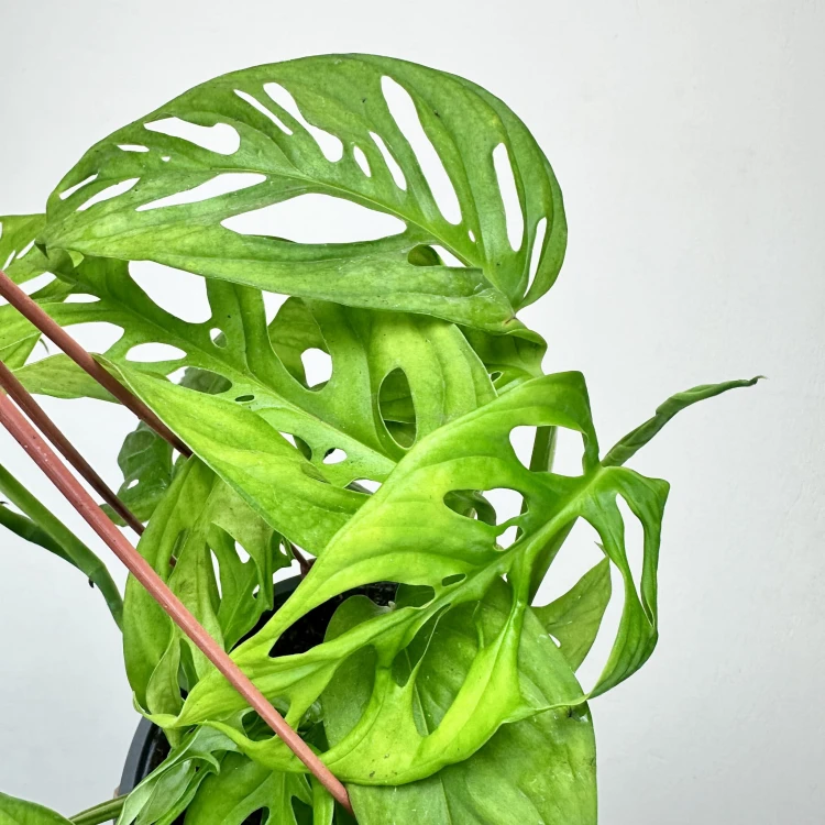 Monstera Obliqua Monkey Mask P17 wisząca #4