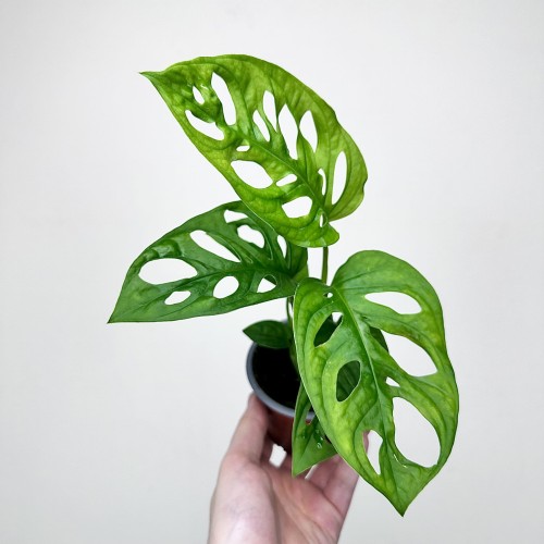 Monstera Obliqua Monkey Mask P9 #1