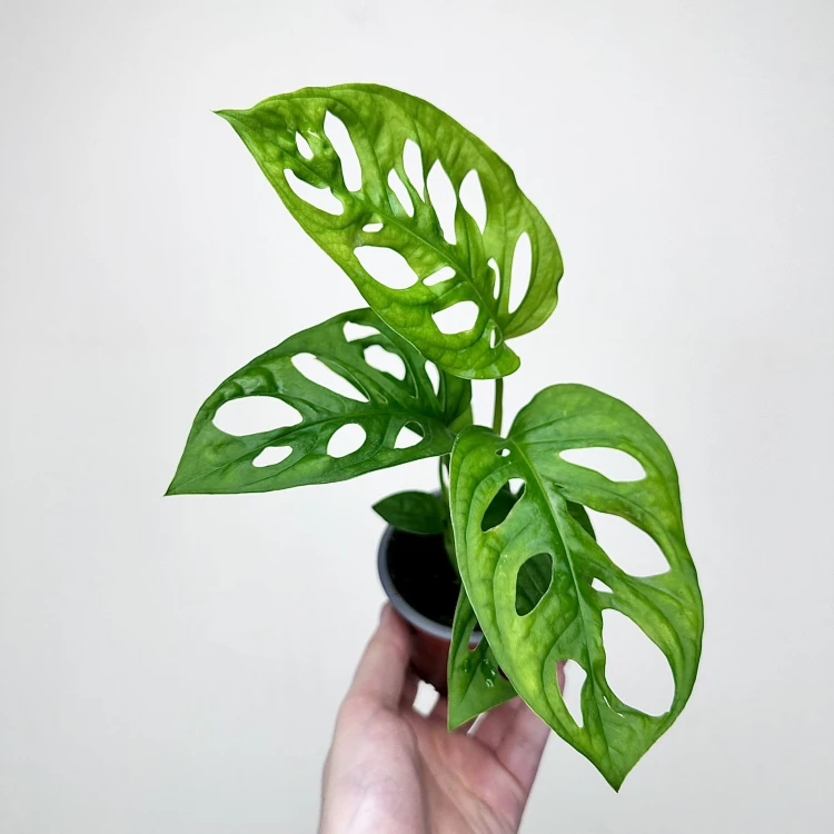 Monstera Obliqua Monkey Mask P9 #1