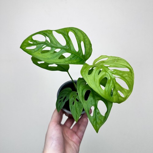 Monstera Obliqua Monkey Mask P9 #2
