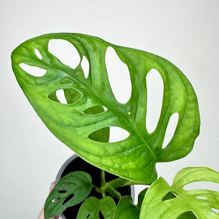 Monstera Obliqua Monkey Mask P9 #3