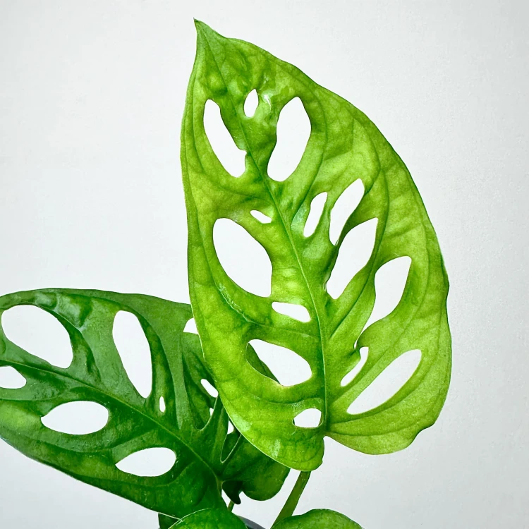 Monstera Obliqua Monkey Mask P9 #4