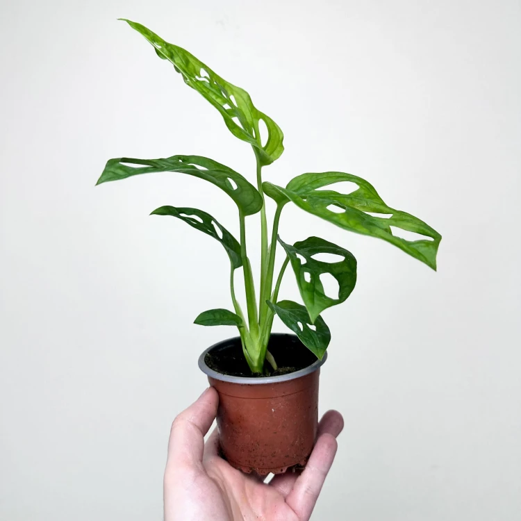 Monstera Obliqua Monkey Mask P9 #5