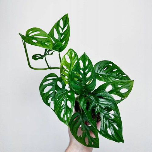 Monstera Obliqua Monkey Mask P12 #1