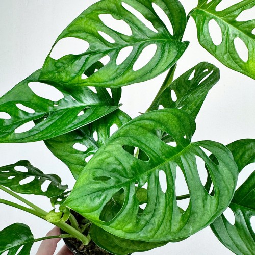 Monstera Obliqua Monkey Mask P12 #2