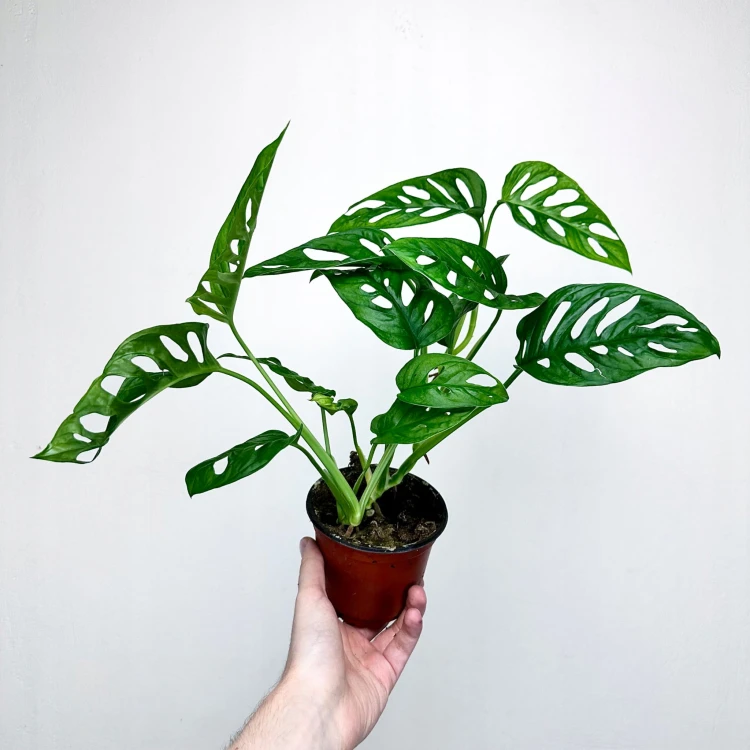 Monstera Obliqua Monkey Mask P12 #3