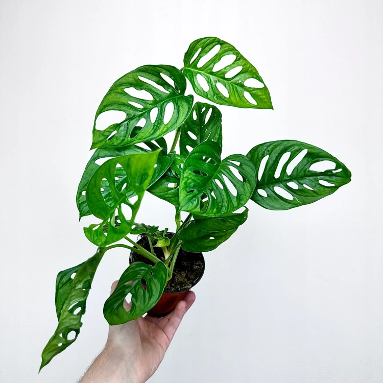 Monstera Obliqua Monkey Mask P12 #4