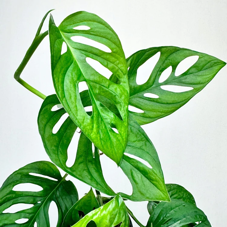 Monstera Obliqua Monkey Mask P12 #5