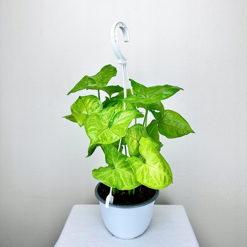 Syngonium Mango Allusion Zroślicha P15 wisząca #1