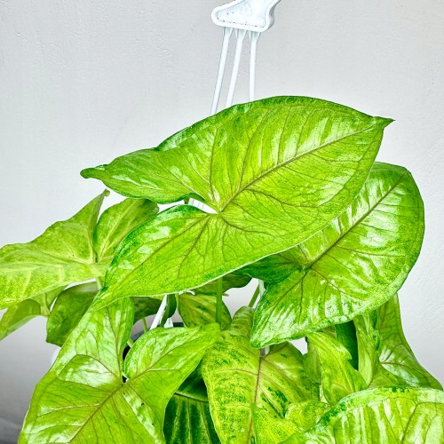 Syngonium Mango Allusion Zroślicha P15 wisząca #2