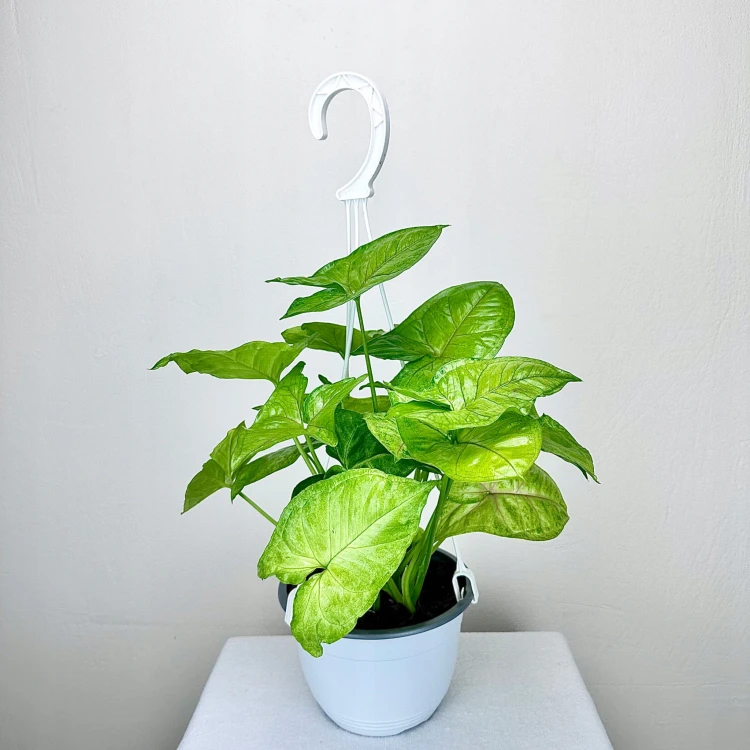 Syngonium Mango Allusion Zroślicha P15 wisząca #3