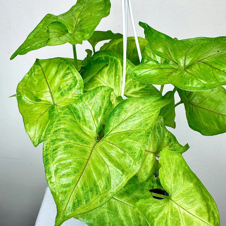 Syngonium Mango Allusion Zroślicha P15 wisząca #5