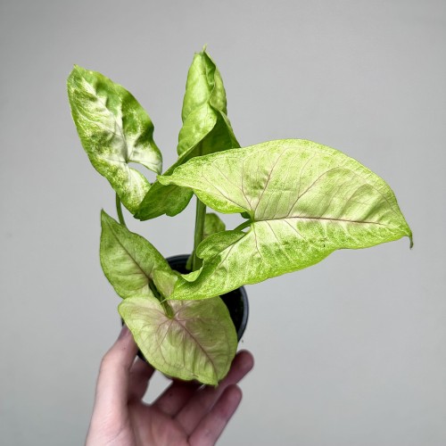 Syngonium Mango Allusion Zroślicha P9 #1