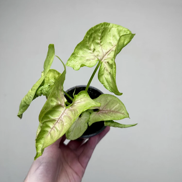 Syngonium Mango Allusion Zroślicha P9 #2