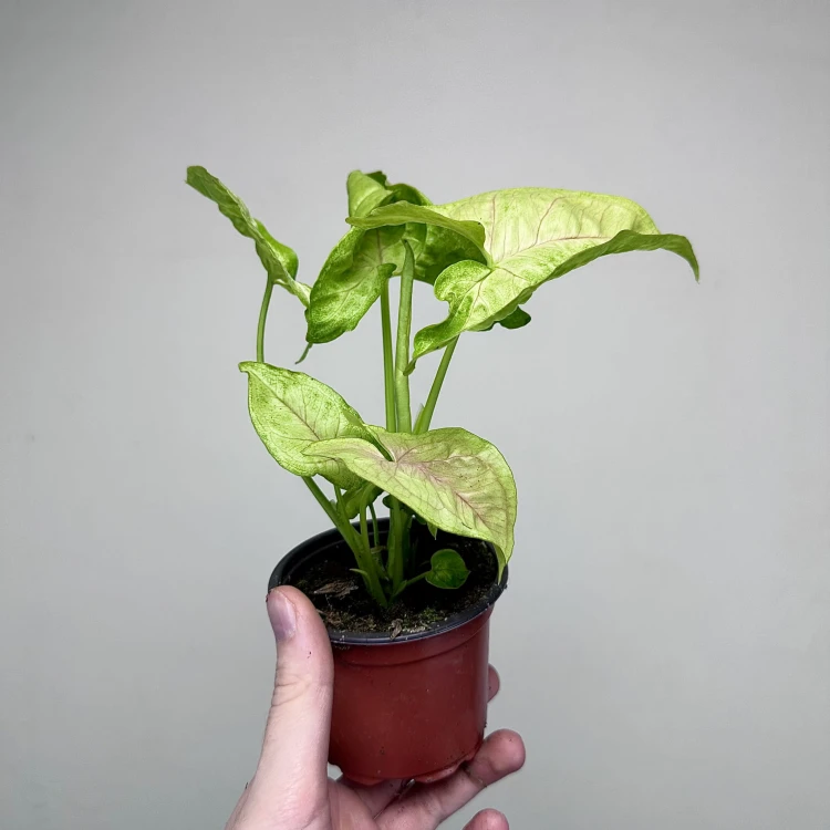 Syngonium Mango Allusion Zroślicha P9 #4