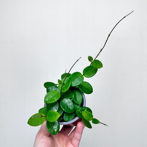Hoya Mathilde Hoja P9 #1
