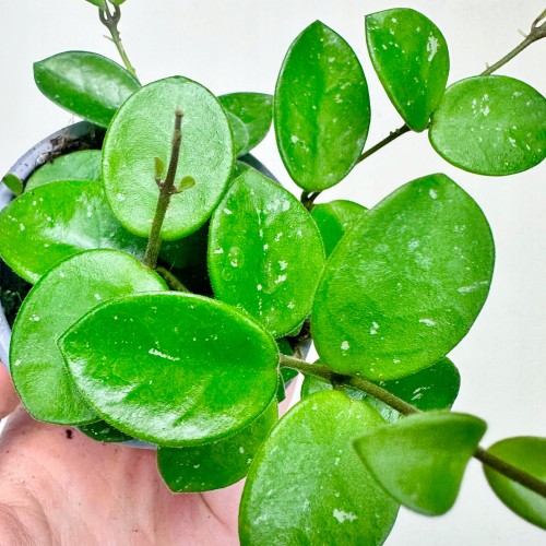 Hoya Mathilde Hoja P9 #2