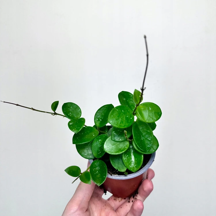 Hoya Mathilde Hoja P9 #3