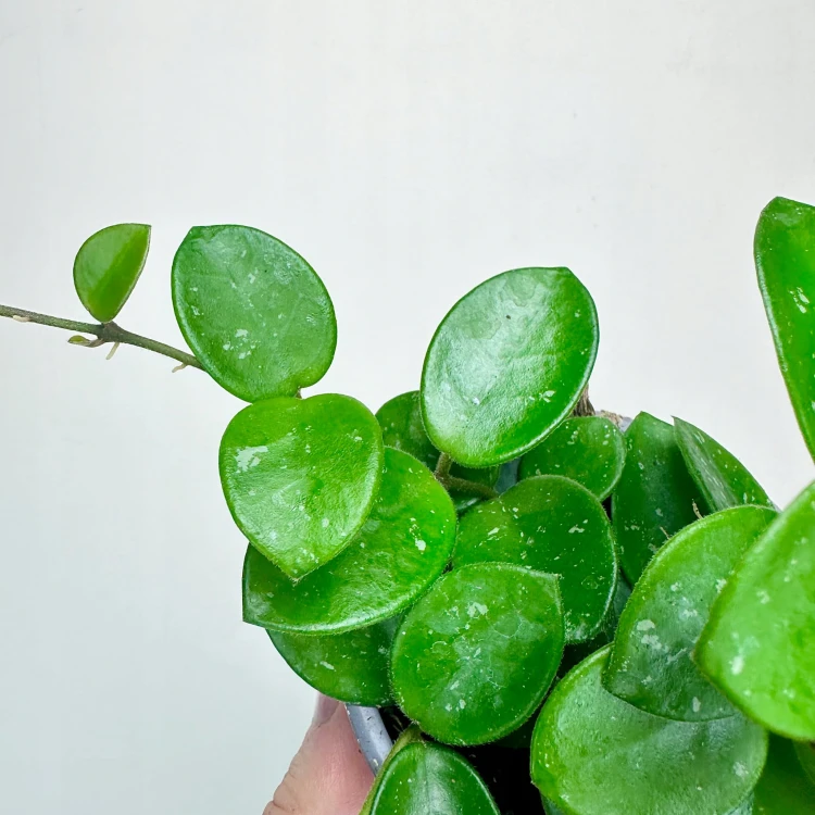 Hoya Mathilde Hoja P9 #4