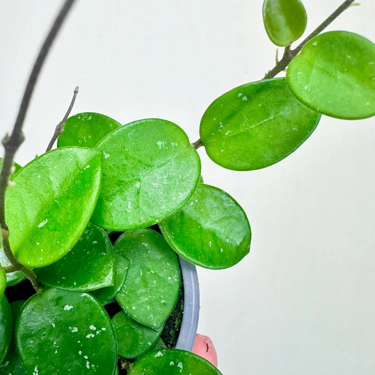 Hoya Mathilde Hoja P9 #5