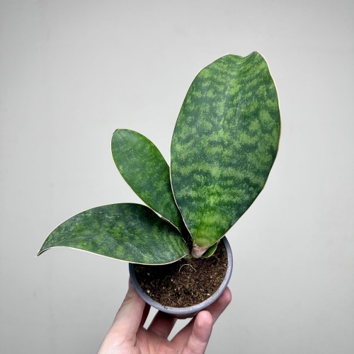 Sansevieria masoniana Sanseweria P9 #1