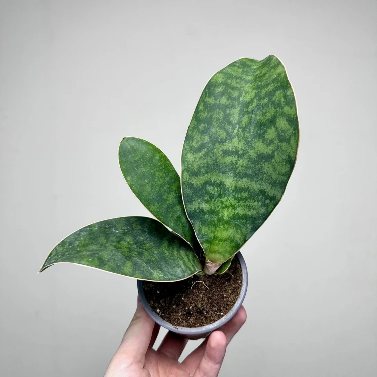Sansevieria masoniana Sanseweria P9 #1